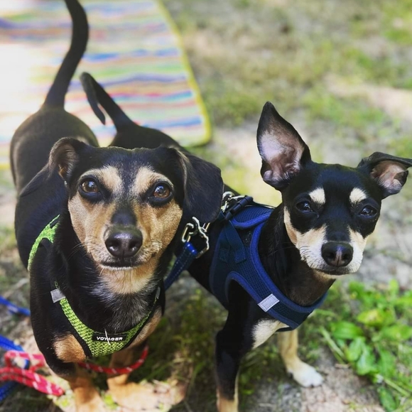 Meet the Posher! - Picture 1 of 1